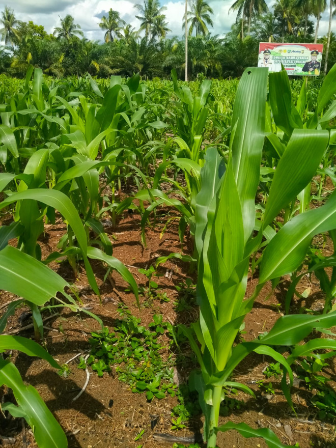 Mendukung Program Swasembada Pangan Pemprov Bengkulu, Desa Sari Mulyo Unjuk Gigi pada Lomba Tanam Jagung SADESAHE 2025-2026